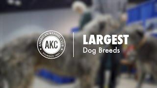Top 15 Largest Dog Breeds