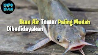 Inilah 4 Ikan Air Tawar konsumsi paling mudah dibudidayakan