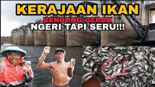 RIBUAN IKAN DI WADUK INI TINGGAL SEROK