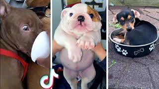 Funny & Cute DOG Videos  Best Compilation 