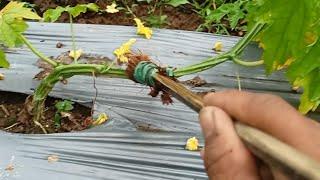 Ipahid ito sa puno ng Ampalaya para maiwasang matamaan ng sakit. Gawin ito bago Mamunga.