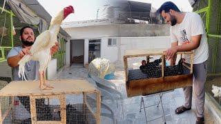 Shamo Aseel ka Cage Change White Biggest Aseel in Pakistan How To Start Aseel Farming In Punjab