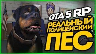 1 День из Жизни Полицейской Собаки Угар ● GTA 5 RADMIR