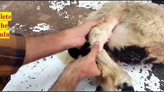 Plaster cast for treatment of simple fracture in sheep