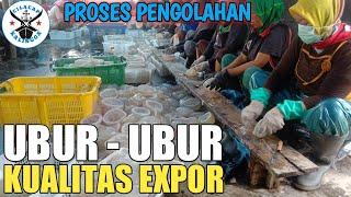 PROSES PENGOLAHAN UBUR - UBUR KWALITAS EXPORT @KALINGGA