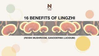 16 Benefits Of LingzhiGanoderma Lucidum Reishi Mushroom