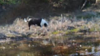 Floating On A Cow Pond