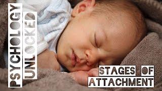 How Babies Form Attachments  Four Stages  Schaffer & Emerson