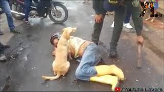 Dog defending his drunk owner  YouTube Lovers