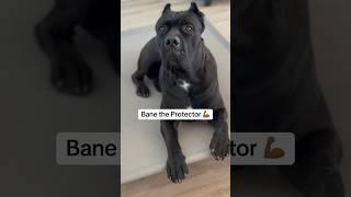 Big Bane   #RaisingBane #Funnydogs #Funnydogvideos #canecorso