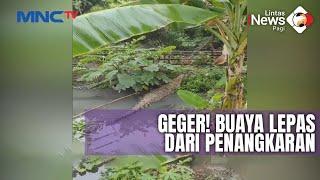 GEGER Buaya Lepas dari Penangkaran saat Terjadi Hujan Deras di Cianjur - LIP 0410