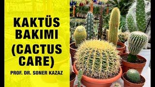 Kaktüs Bakımı Cactus Care Kaktüs Coşturan Kaktüsler Neden Çiçek Açmaz Yavaş Büyür Hatalar