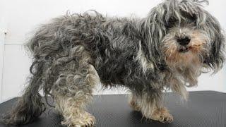MATTED to the SKIN Sweet 16 year old dog gets a fresh start