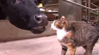 cow lick cat