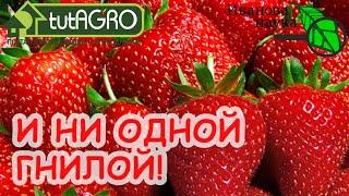 КАК СБОР КЛУБНИКИ - ТАК ДОЖДЬ ЧТО СДЕЛАТЬ ЧТОБЫ ЗЕМЛЯНИКА НЕ ГНИЛА ОБРАБОТКА ПРОТИВ СЕРОЙ ГНИЛИ