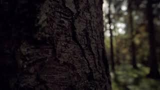 Cinematic Trees Forest Nature No Copyright video