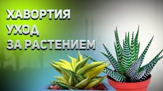 Хавортия Haworthia. Уход за Хавортией. Все что нужно знать о Хавортии.