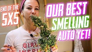 Our Best Smelling Auto Yet