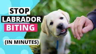 How to Train your Labrador Puppy to Stop Biting