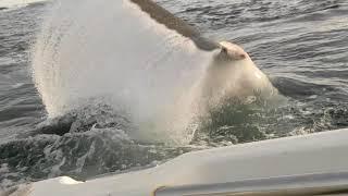 Great White Shark attacks boat in Tasmania Australia. Original Footage