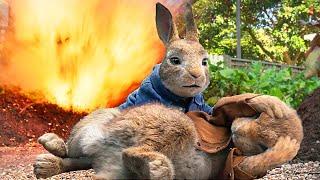 Crazy Rabbit rampage scenes  4K