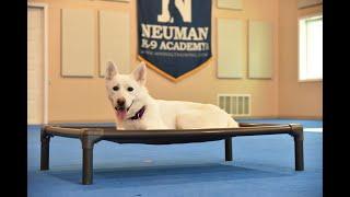 Kimchi Jindo  Shiba Inu Mix Boot Camp Dog Training Video Demonstration