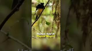 BURUNG BERTANDUK Burung ini Hanya ada di Papua Nugini #short #burungbertanduk #papuanugini