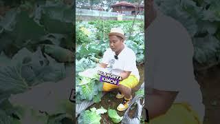 PANEN KOL... PANEN SAYUR KOL....  #shorts #sayurkol #juraganlahan #viral