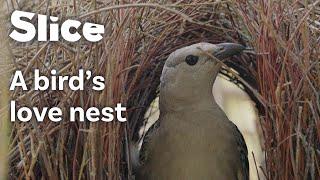 Impressive Nest-Building Skills of the Great Bowerbird  SLICE