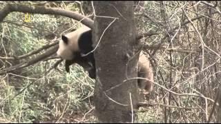 Documental El panda gigante