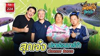 Channa barca สุดเจ๋ง ปลาช่อนบาร์ก้า Channa barca Ep.224 เพื่อนรักสัตว์เอ๊ย