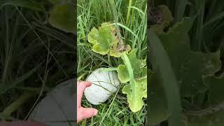 Glimpses into the First Season Establishment Gardens & Food Forest