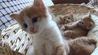 Mom cat with 4 meowing kittens no added music - pure cuteness