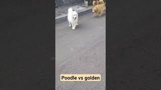 Anjing Poodle ketemu anjing gede golden #anjingpoodle #dog