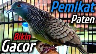 Perkutut lokal gacor suara besar - JUARA LOKAL