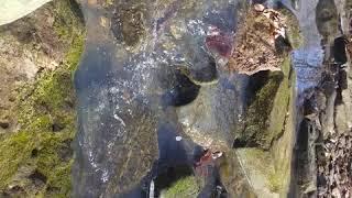 Sounds of Piney Creek from Piney Creek Trail