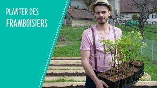 Planter les framboisiers