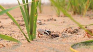 Fiddler Crab a day in the life