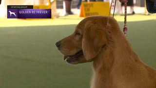 Retrievers Golden  Breed Judging 2023