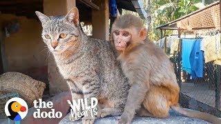 This Wild Baby Monkey is Obsessed With Her Cat   The Dodo Wild Hearts