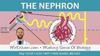 The Nephron - Ultrafiltration and Selective Reabsorption - GCSE Biology 9-1