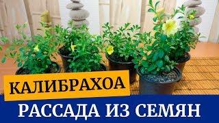 Калибрахоа выращивание из семян. Нужно ли прищипывать килибрахоа?