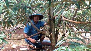 CARA MERANGSANG POHON DURIAN BERBUAH CEPAT DAN LEBAT