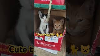 cute twin cats #trending #catlover #cat #viral #cuteanimal #cutecat #trendingshorts