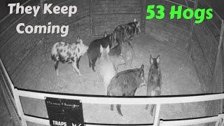 53 Pigs and Counting  10 Wild Hogs Trapped  Game Changer Traps  ST 2X6 Skid Trap