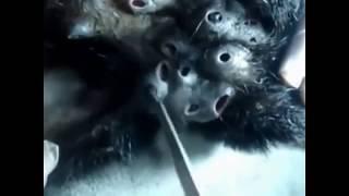 BotFly Larva Removal from Monkey Intense