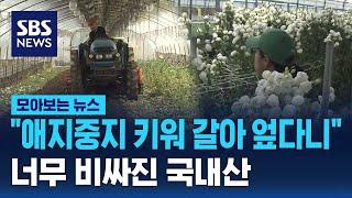 애지중지 키워 갈아 엎다니 너무 비싸진 국내산   SBS  모아보는 뉴스