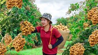 Harvesting Longan goes to the market to sell - Gardening for Growing Vegetables Lucia Daily Life