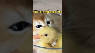 So cute funnyThe kitten invites the duckling to sleep in the bowl.Click to watch the full version