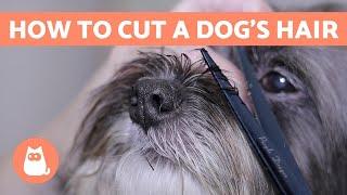 How to Cut a Dogs Hair?  BASIC GROOMING Tutorial